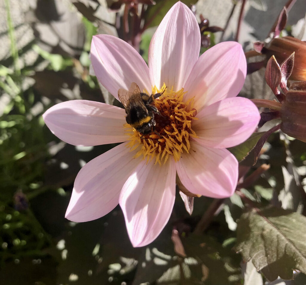 Ett litet bi suger pollen från en blomma. En påminnelse om att alla individer är små änglar på jorden som betyder så mycket. Alla kan bidra till jordens kärlek.
